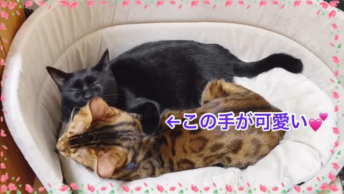 ベンガルに前足を乗せて毛づくろいする猫