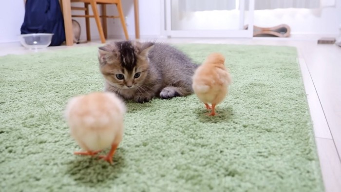 少し警戒する子猫