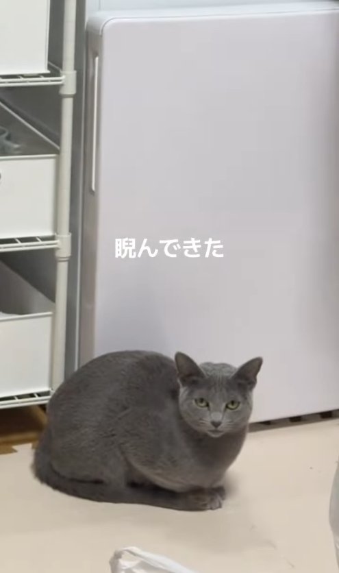 香箱座りでカメラを睨みつける猫