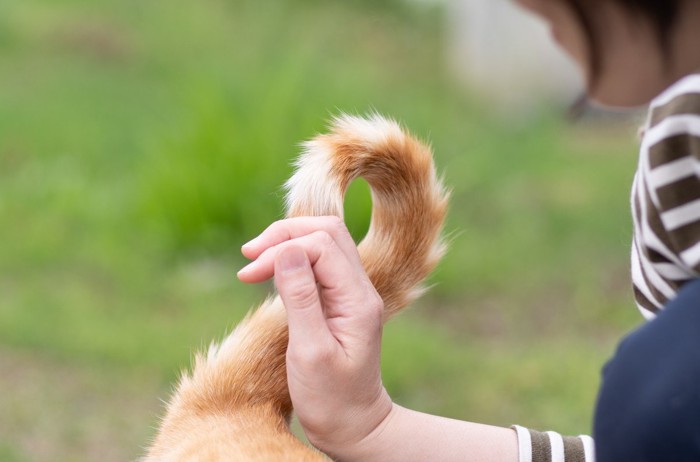 しっぽの付け根と人間の手