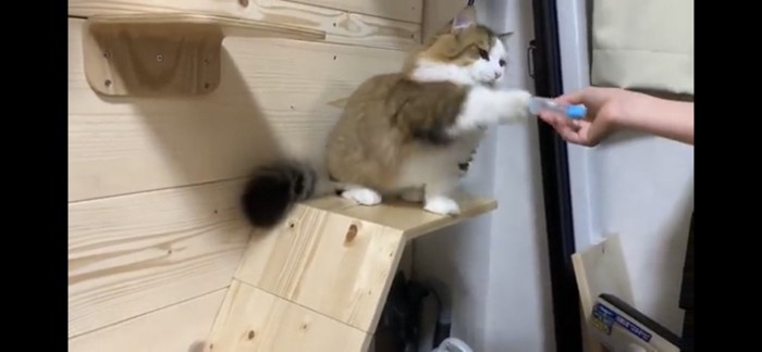 おもちゃに猫パンチ