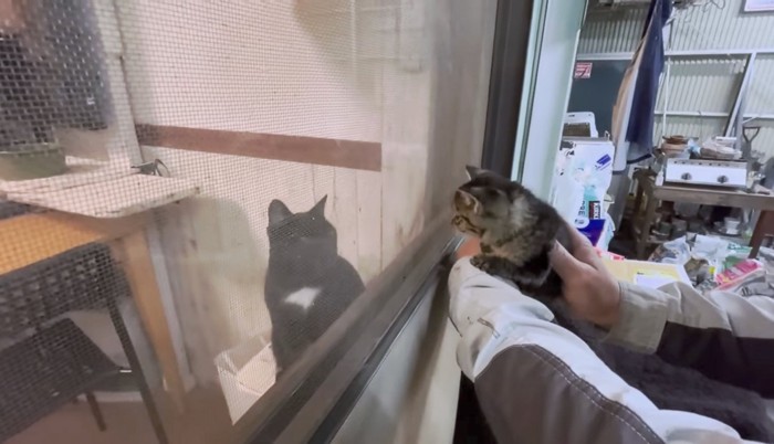 お互いに興味津々の子猫と先住猫