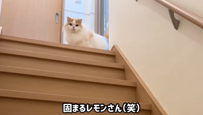 固まるレモンさん
