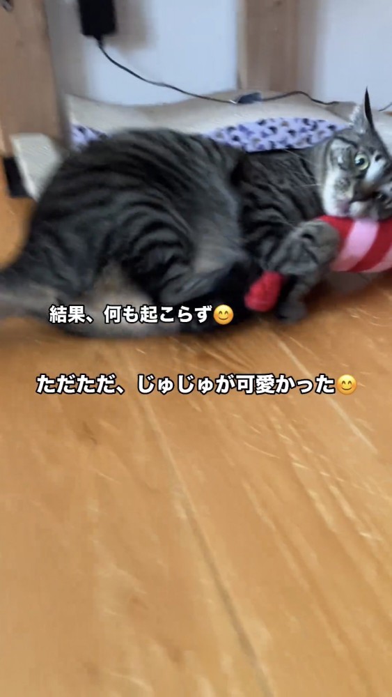 ぬいぐるみで遊ぶ猫