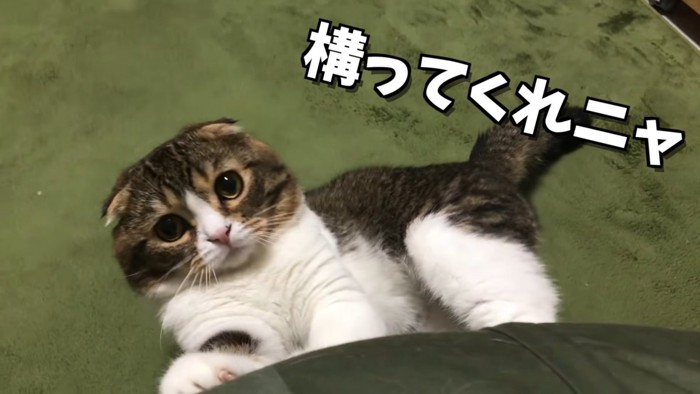 寝転んでソファーに前足をかける猫