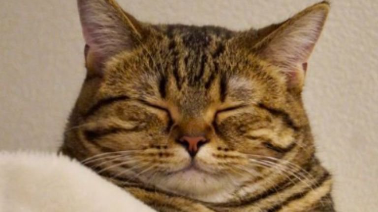 目をつぶる猫