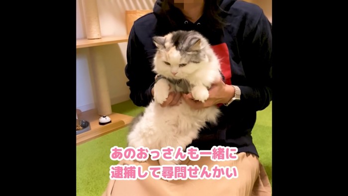 抱っこされる猫