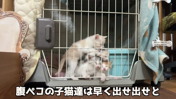 ケージの扉前で重なり合う4匹の子猫