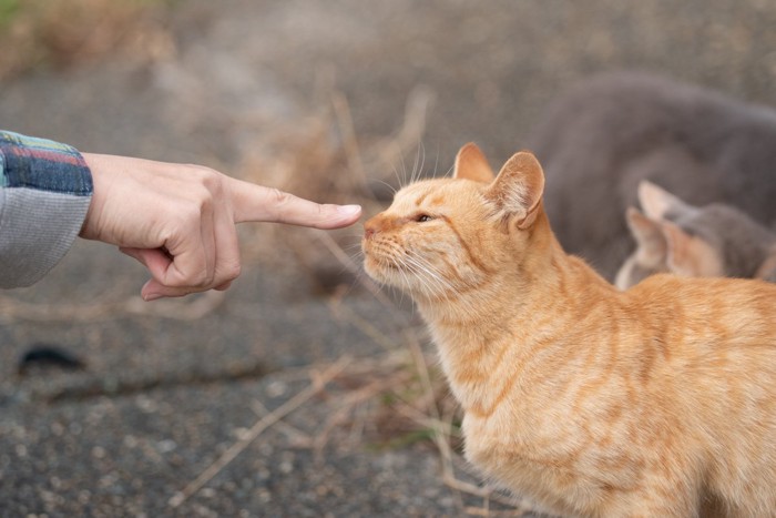 人間に近づく茶トラ猫