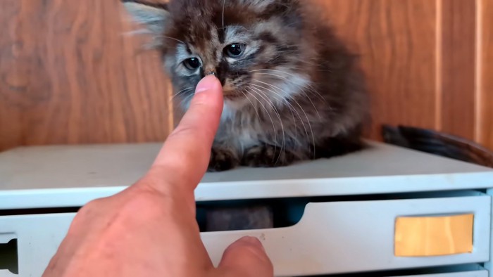 人の指に顔を近づける子猫