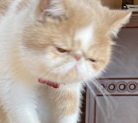 しょんぼりしている猫