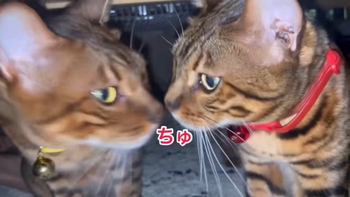 鼻をくっつける2匹の猫