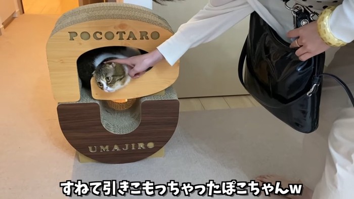 顔をなでられる猫