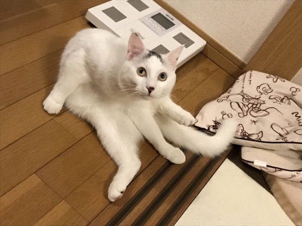 不思議な顔をするバン猫