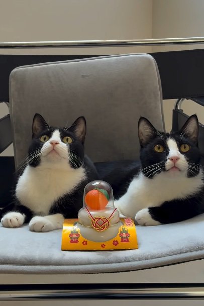 鏡餅のそばにいる2匹のハチワレ猫