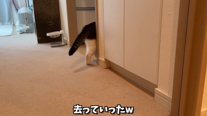 猫のお尻