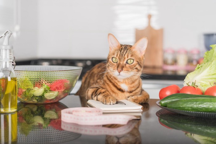 さまざまな食材と猫