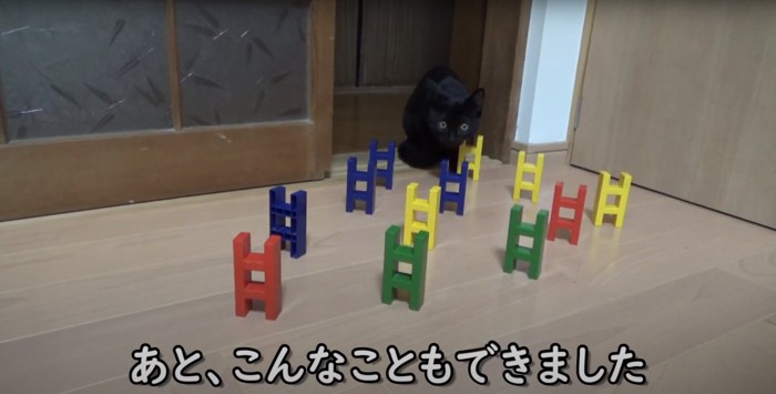 床に並べられたブロックと子猫