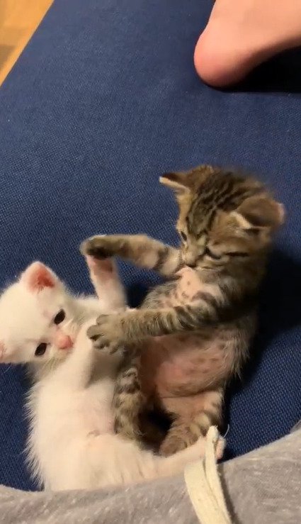 前足を伸ばしてじゃれ合う2匹