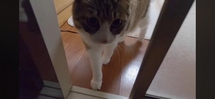 飼い主をお出迎えする猫