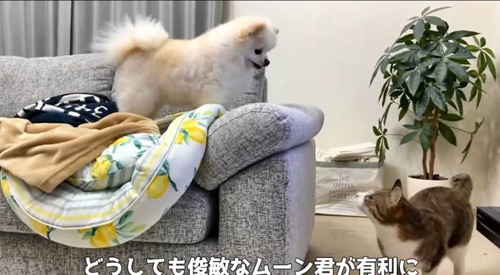 向かい合う犬と猫