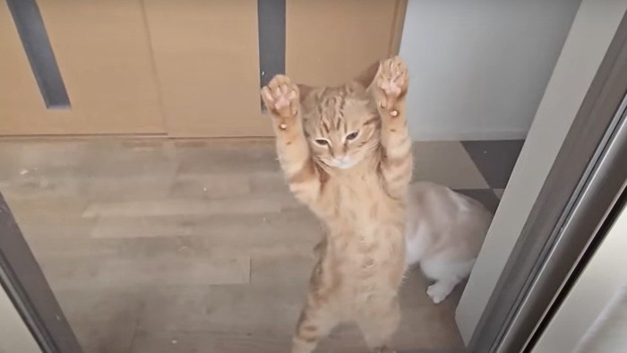 網戸に張り付く猫