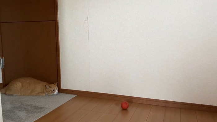 ボールを姿勢低くし狙う猫