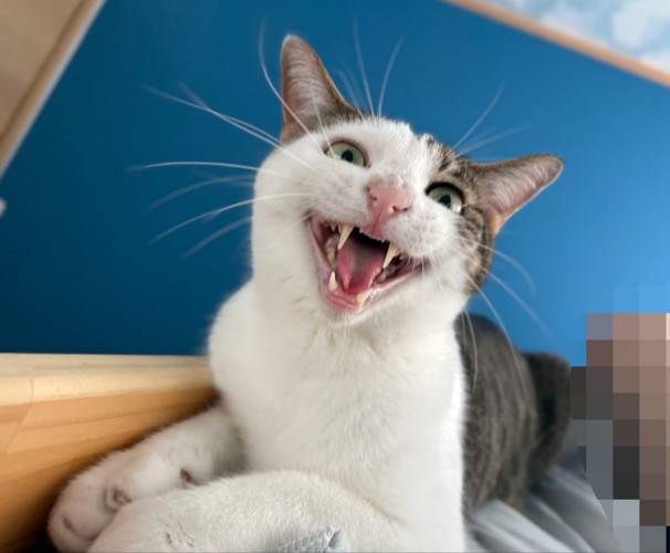 抱えられている猫
