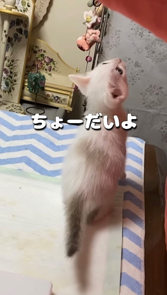 ミルクを追いかけている子猫