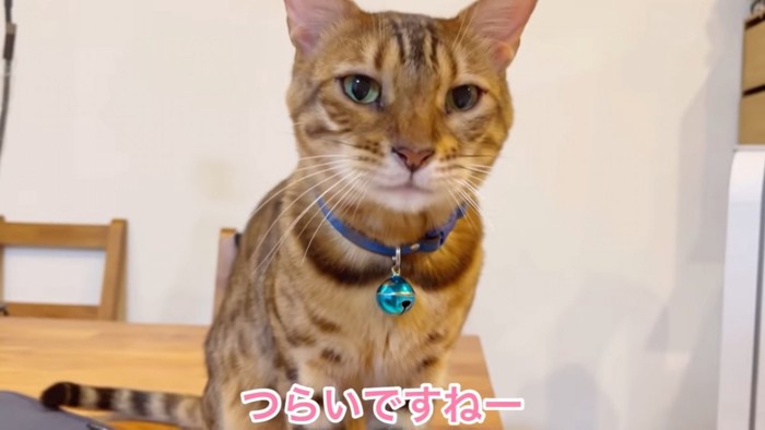 座る猫