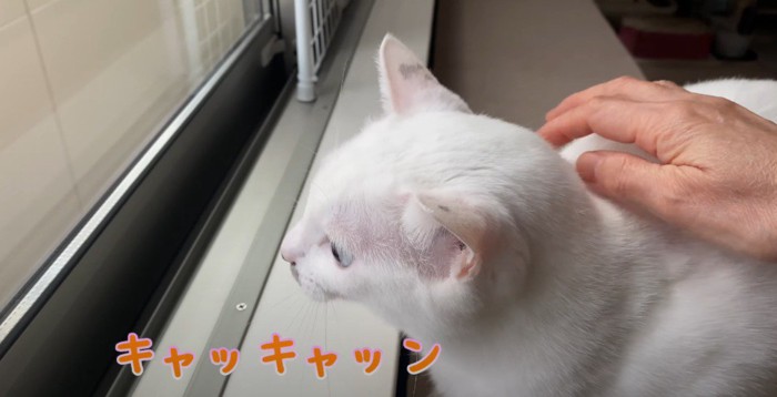 窓際にいる猫の横顔と背中に人の手