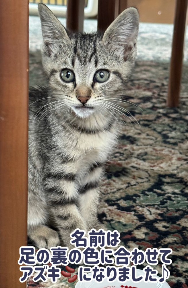目を丸くして座る子猫