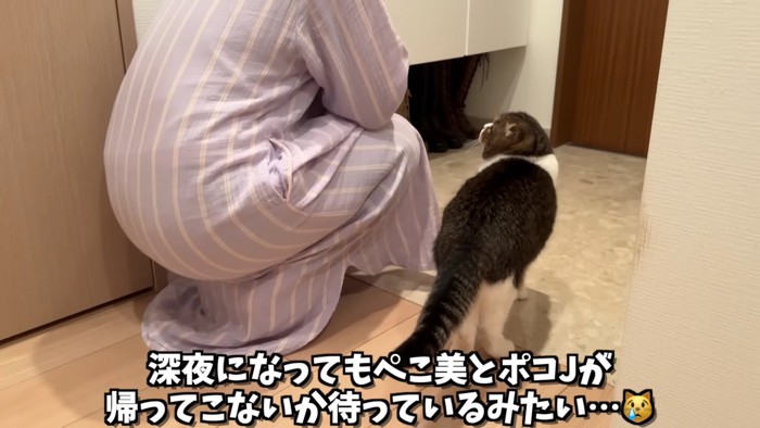 座る人を見上げる猫