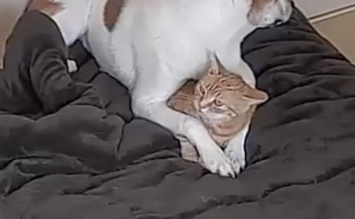 前足の中にいる猫