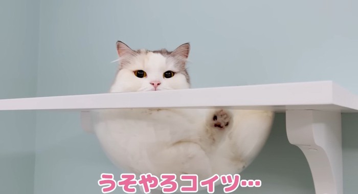 ボールの中の猫