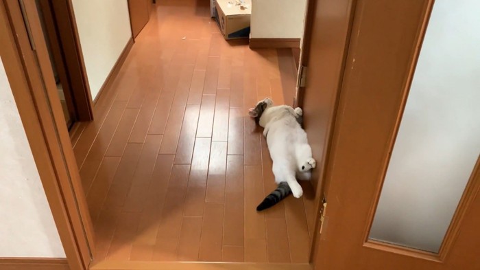ドアにお腹を添わせて横たわる猫