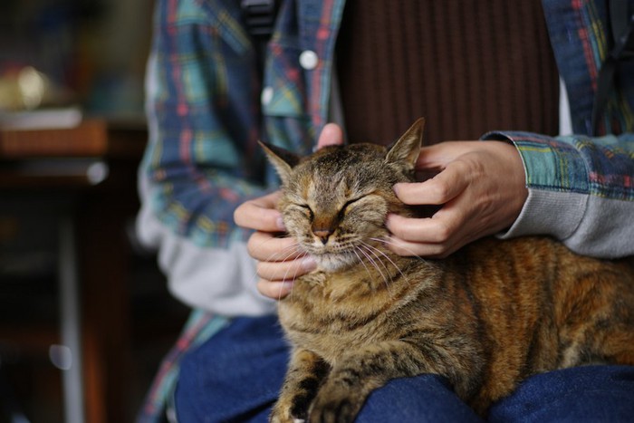 飼い主の膝の上でマッサージされている猫