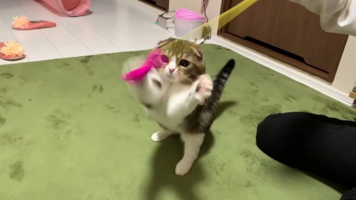 後ろ足で立つ猫