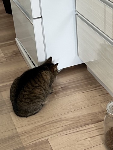 冷蔵庫の横で座り込む猫