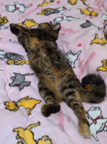 眠っている猫を眺める飼い主