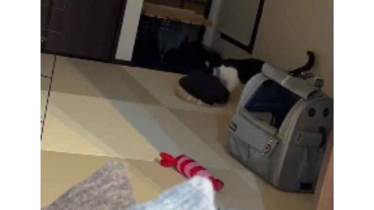 クッションを運ぶ猫