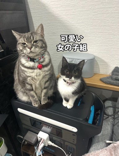 成猫と子猫