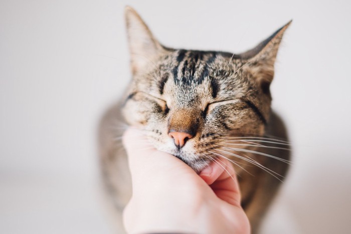 なでられて気持ちよさそうにしている猫