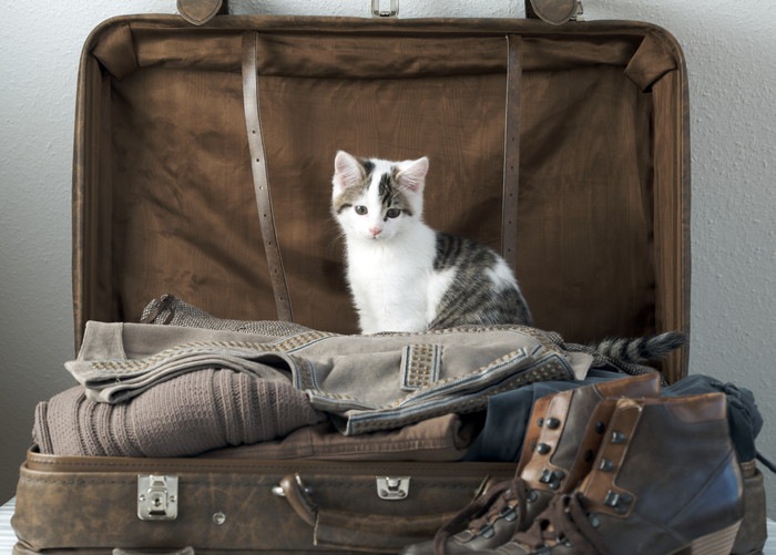 キャリーバッグと猫の写真