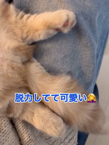 猫の後ろ足としっぽ