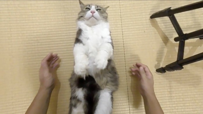 はなしても固まる