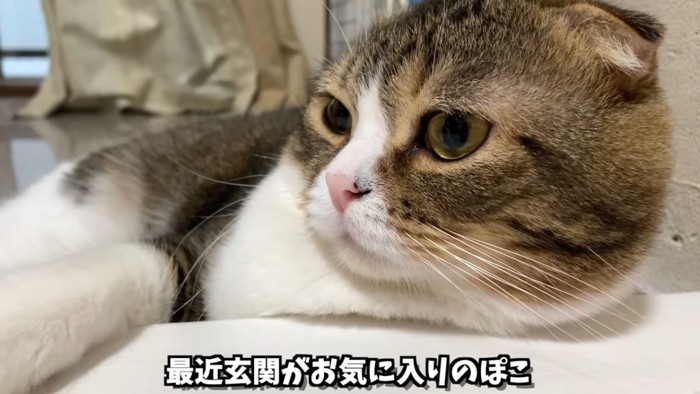 寝転ぶ猫