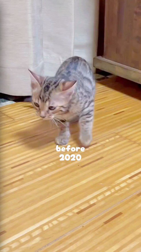フローリングの上を歩く子猫