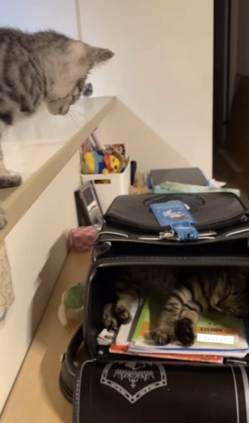 カウンターの上からランドセルの中を見つめる子猫(字幕なし)