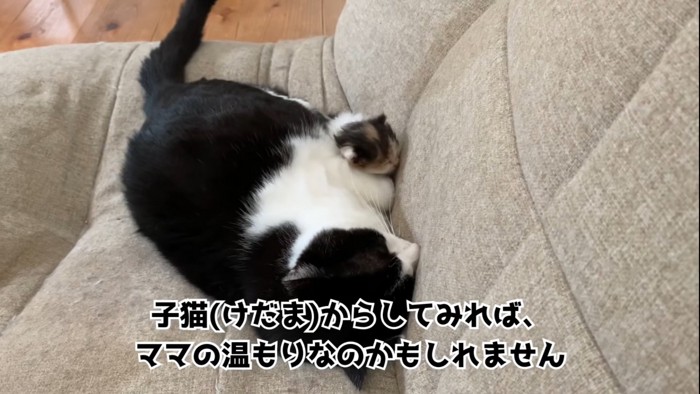 一緒に眠る猫と子猫